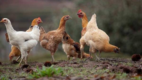 养鸡场的毛利润有多少_养鸡