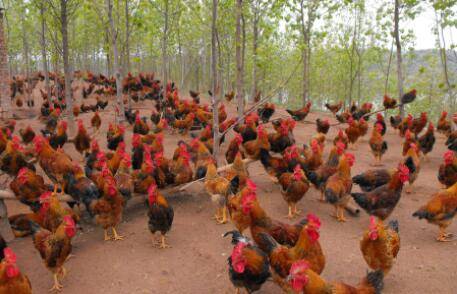 养鸡场的成本投资怎么计算?_养鸡