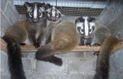 果子狸有哪几种?_养殖问答