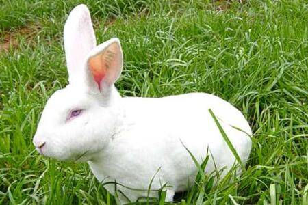 獭兔饲料配方有哪些_养兔