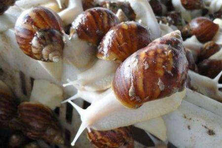 白玉蜗牛夏天怎么饲养?_养殖问答