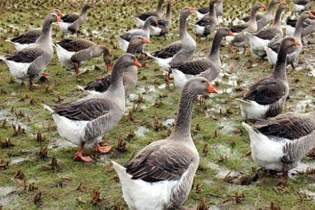 朗德鹅四个月有多少斤_养鹅