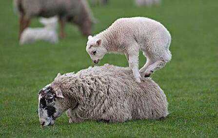 挑选小母羊做种羊的方法_养羊