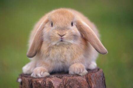 兔子品种之迷你垂耳兔_养兔