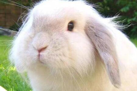 兔子品种之巨型安哥拉兔,耳朵呈V型的多毛优质兔种_养兔