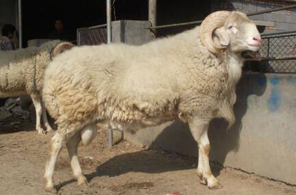 小尾寒羊一天吃多少饲料?_养羊