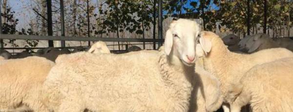 小尾寒羊怎么看纯不纯?_养殖问答