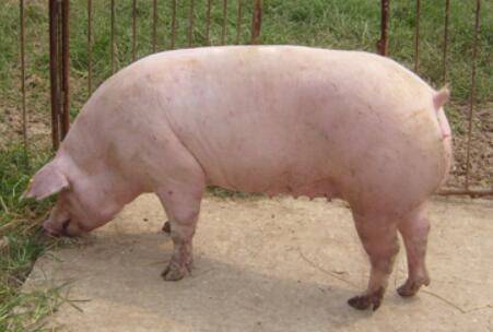 二元母猪什么时间配种?_养猪