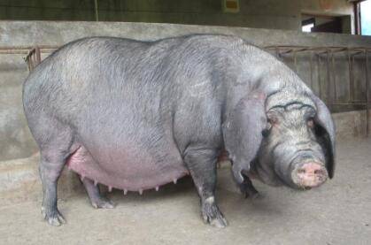 初产母猪耳朵灌白酒什么原因?_养猪