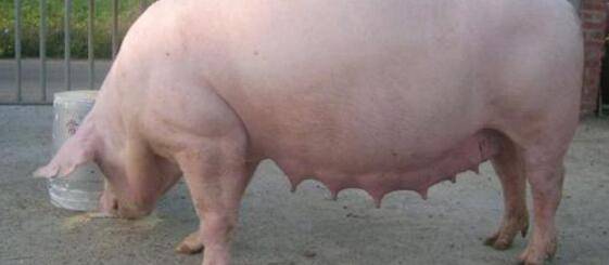 初产母猪耳朵灌白酒什么原因?_养猪