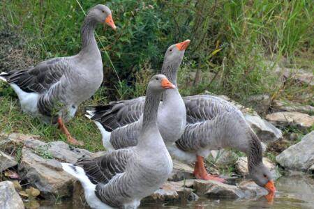 朗德鹅能长多大?_养鹅