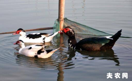 鸳鸯鸭图片大全_养鸭