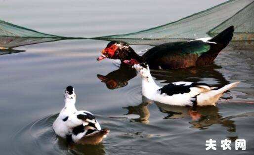 鸳鸯鸭图片大全_养鸭