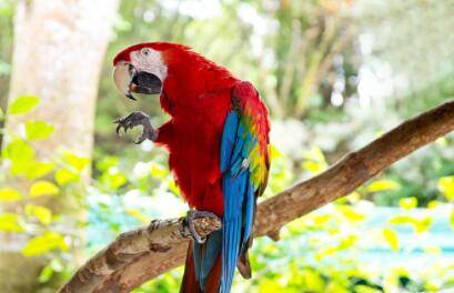 鹦鹉有没有细菌?_养殖问答