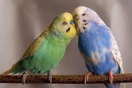 怎么给鹦鹉断奶?_养殖问答