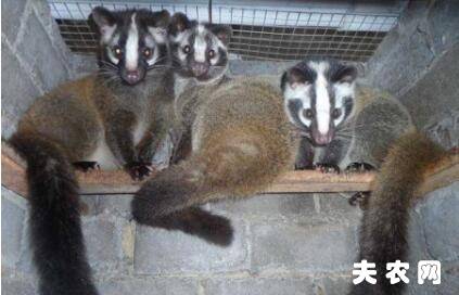 果子狸有哪几种?_养殖问答