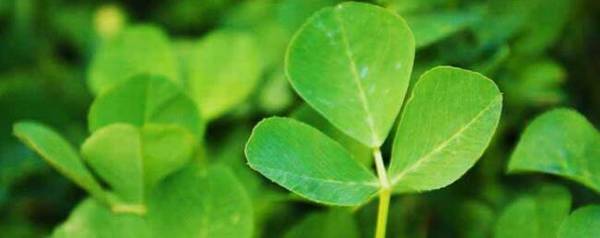 苜蓿草怎么喂牛_养殖问答