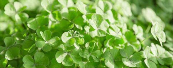 苜蓿草能用来喂鸡吗_养殖问答