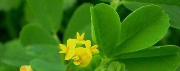 苜蓿草喂鸡怎么加工_种植问答