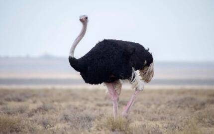 鸵鸟可以骑吗?_养殖问答