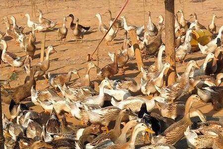 蛋鸭一年下多少枚蛋?_养鸭