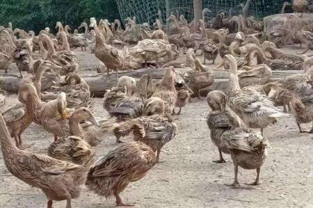 蛋鸭一年换毛几次?_养鸭