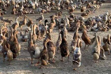 公鸭子会不会下蛋?_养鸭