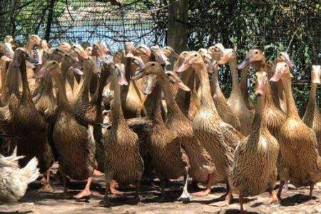 蛋鸭一般多少天出栏_养鸭