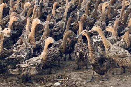 蛋鸭什么时间换羽?_养鸭