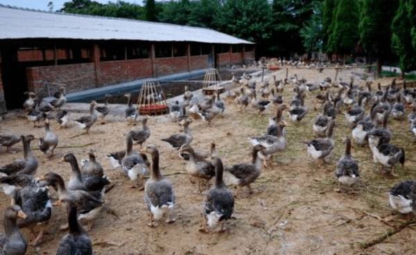 养鸭一天喂几次,鸭子一天的饲喂次数_养鸭