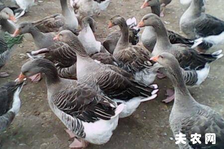 朗德鹅的产蛋和繁殖习性_养鹅