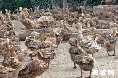 蛋鸭采食量怎么计算?_养鸭