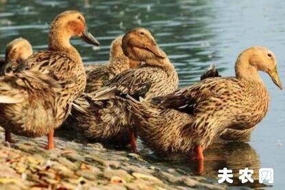 蛋鸭打什么疫苗?_养鸭