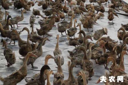 ��Ѽ���������Ӷ��͵�����_��Ѽ