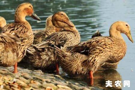 蛋鸭喂红糖有哪些好处_养鸭