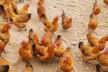 肉鸡俯卧死亡什么原因?_养鸡