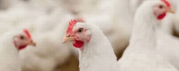 白羽肉鸡多少天出栏_养殖问答