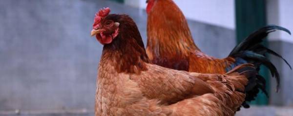 土鸡和肉鸡的区别_养殖问答