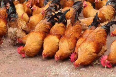 肉鸡呼噜什么原因?_养鸡