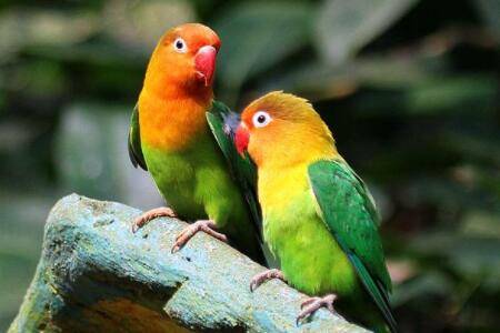 鹦鹉多大可以繁殖?_养殖问答