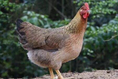 清远鸡和三黄鸡有什么区别_养鸡