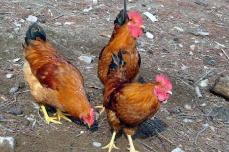 成年鸡的耐寒温度为多少_养鸡