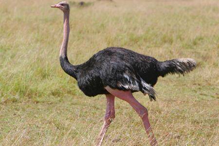 鸵鸟可以骑吗?_养殖问答