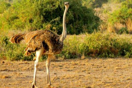 鸵鸟蛋一个有多大?_养殖问答