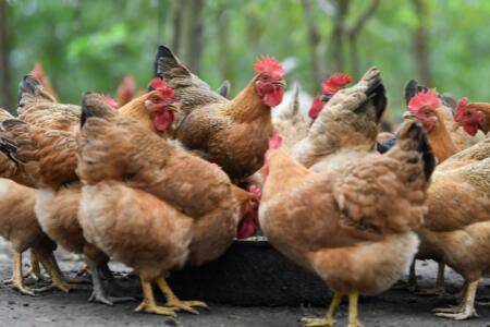 鸡虱子怎么快速去除?_养鸡