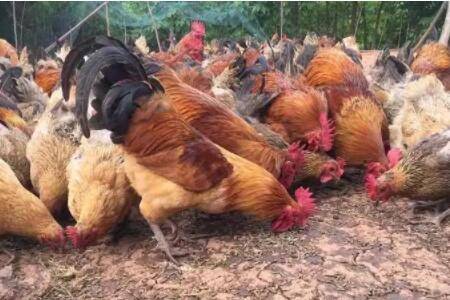 鸡吃黑水虻有什么危害_养鸡