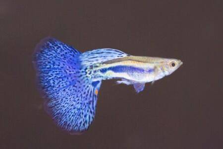 孔雀鱼生产前有什么征兆_养鱼