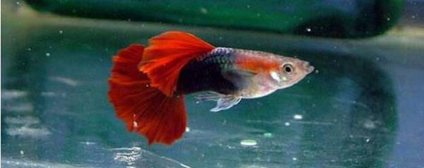 孔雀鱼怎么催产,孔雀鱼常用催产方法_养殖问答