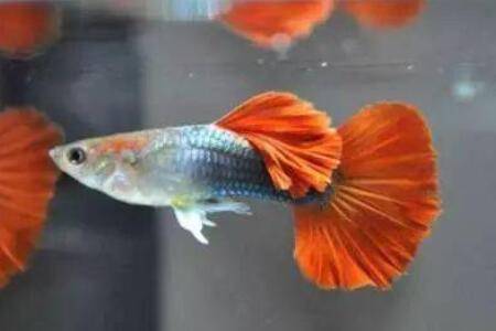 怎么判断孔雀鱼怀孕了?_养鱼