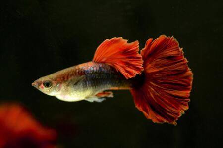 孔雀鱼生产前有什么征兆_养鱼